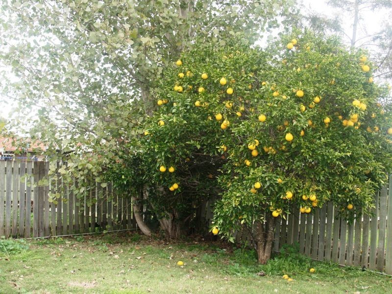 8 Queen Street, Kingsthorpe QLD 4400