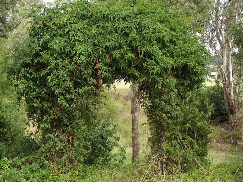 15 Manor Street, Drayton QLD 4350