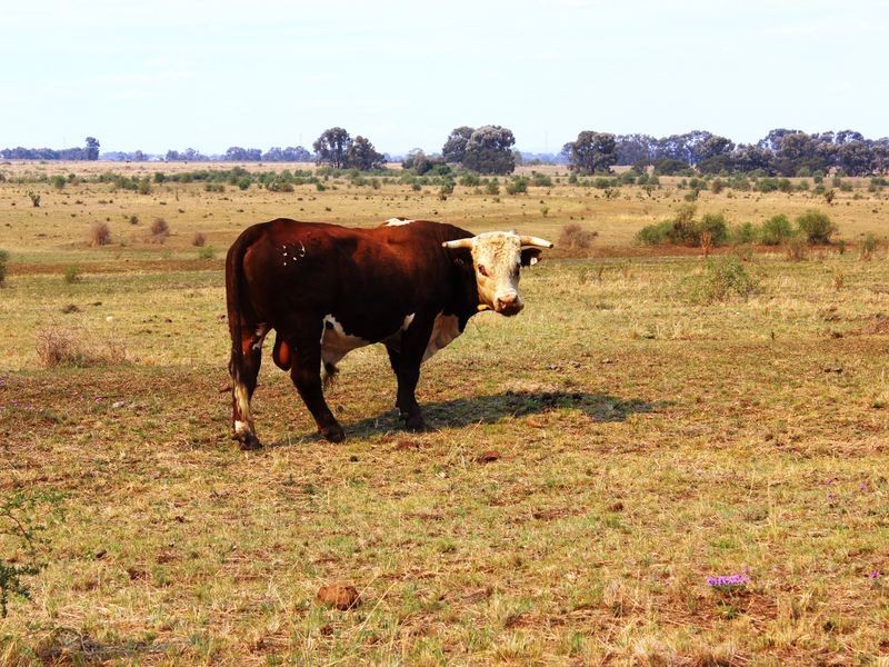 Cnr Heckendorf & Milmerran-Inglewood Rd, Kooroongarra QLD 4357