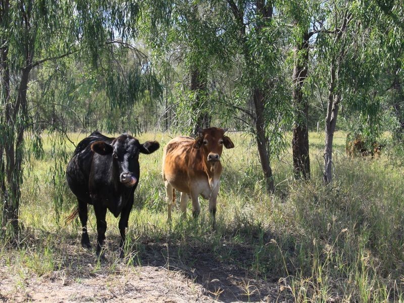851 Spa Water Road, Iredale QLD 4352
