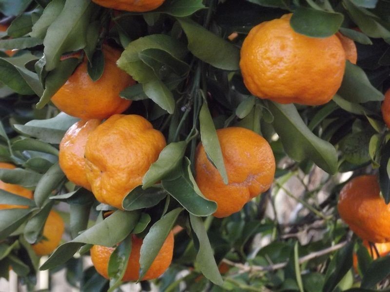 22 Knockator Crescent, Centenary Heights QLD 4350