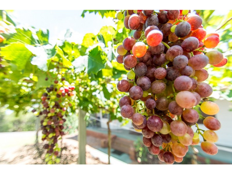 9-15 Rosevale Street, Darling Heights QLD 4350