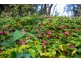 3468 Esk Hampton Road, Ravensbourne QLD 4352