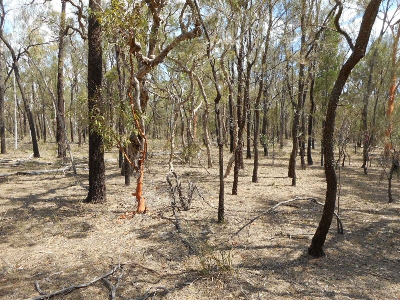 Lot 16/ Thyme Avenue, Forest Ridge QLD 4357