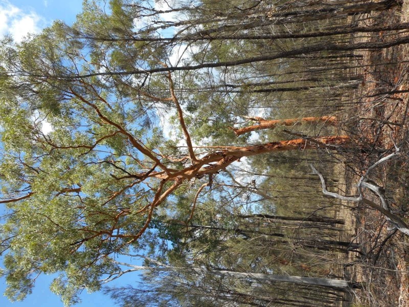 Lot 16/ Thyme Avenue, Forest Ridge QLD 4357