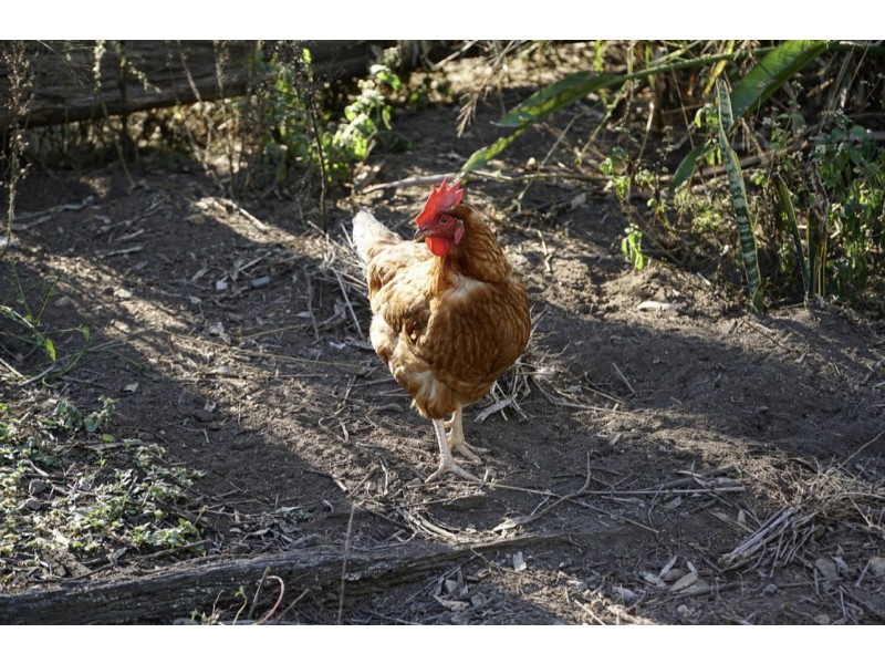 10 Boronia Court, Hatton Vale QLD 4341