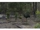 Lot 43 Devereux Drive, Tarong QLD 4615