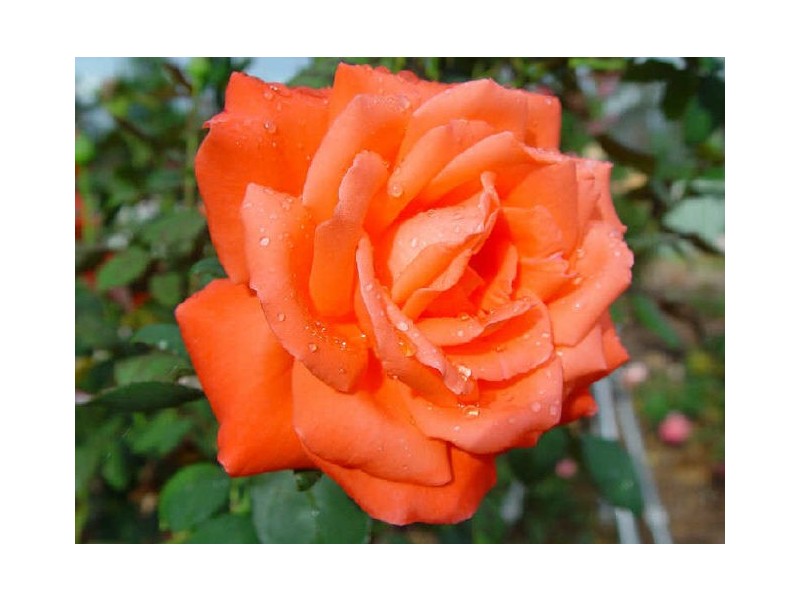 90 Nicholson Road, Toowoomba QLD 4350