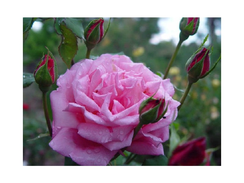 90 Nicholson Road, Toowoomba QLD 4350