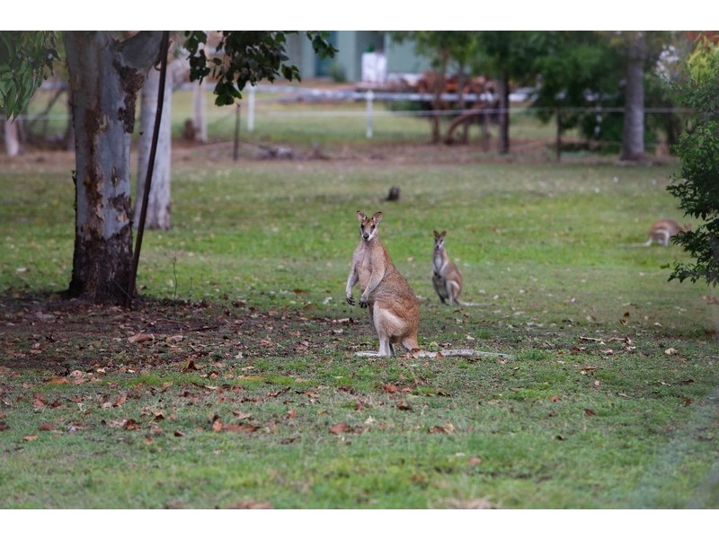 55 Country Road, Nome QLD 4816
