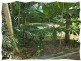 Crocodylus Village Resort, Daintree QLD 4873