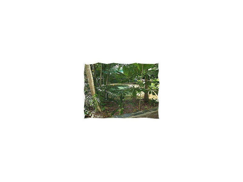 Crocodylus Village Resort, Daintree QLD 4873
