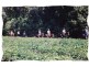 Crocodylus Village Resort, Daintree QLD 4873