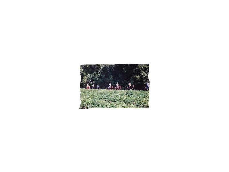 Crocodylus Village Resort, Daintree QLD 4873