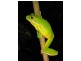 Crocodylus Village Resort, Daintree QLD 4873