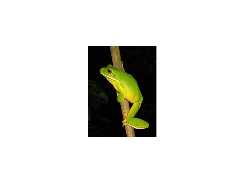 Crocodylus Village Resort, Daintree QLD 4873