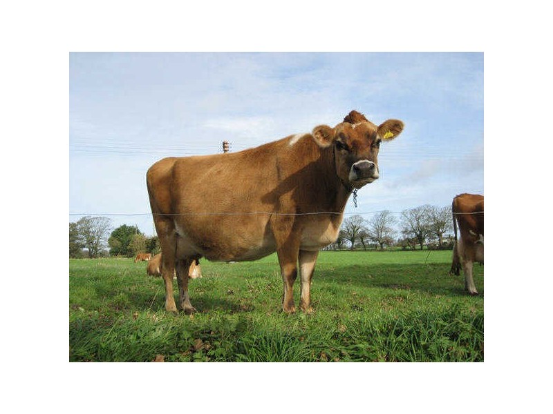 4 High Range Drive Cannon Park, Kirwan QLD 4817