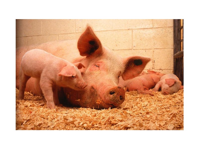 4 High Range Drive Cannon Park, Kirwan QLD 4817