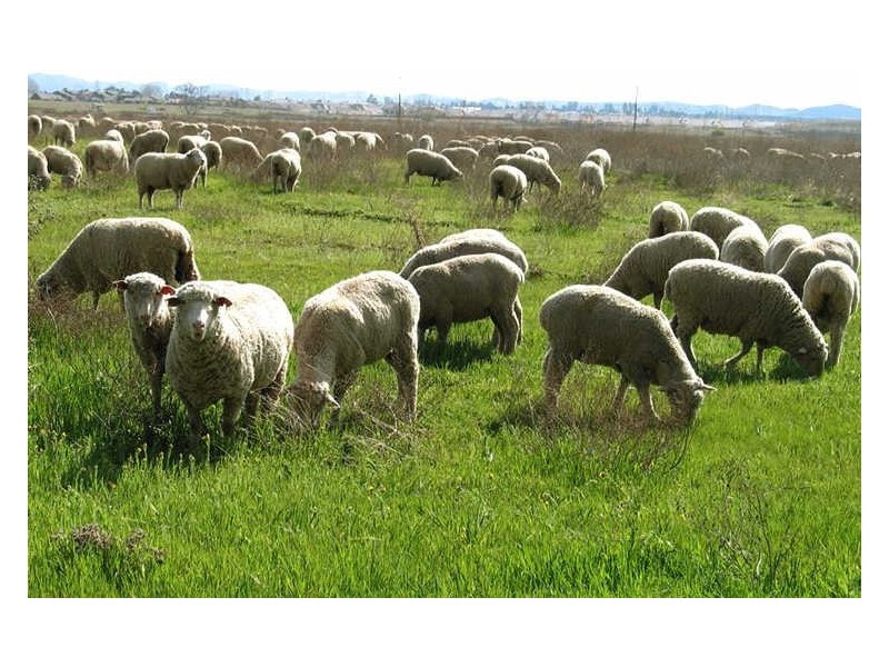 4 High Range Drive Cannon Park, Kirwan QLD 4817