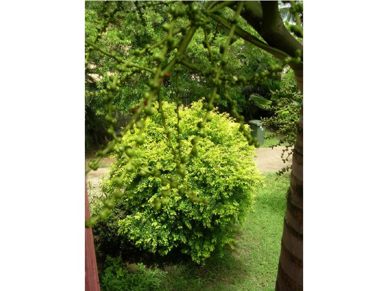 13 Roma Court, Kelso QLD 4815