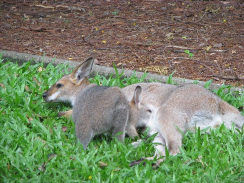 87 Henderson Road, Sheldon QLD 4157