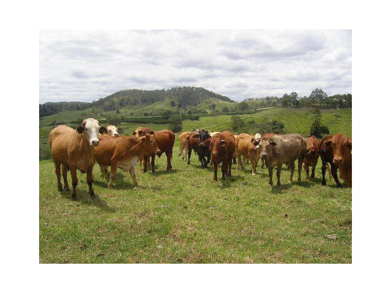 Delaneys Creek QLD 4514