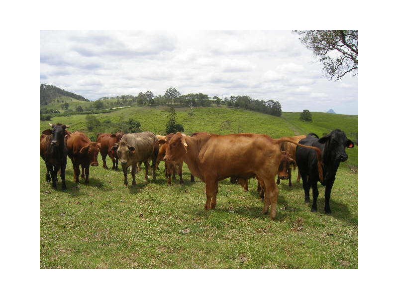 Delaneys Creek QLD 4514