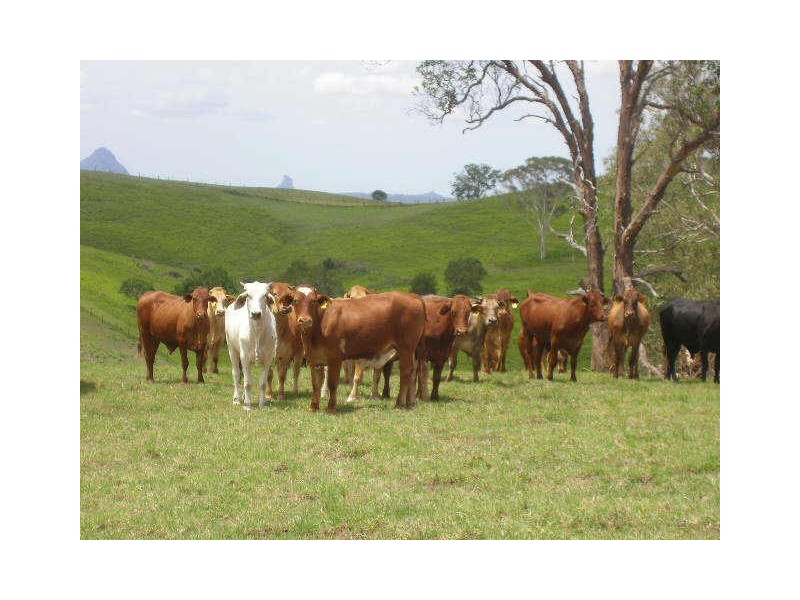 Delaneys Creek QLD 4514