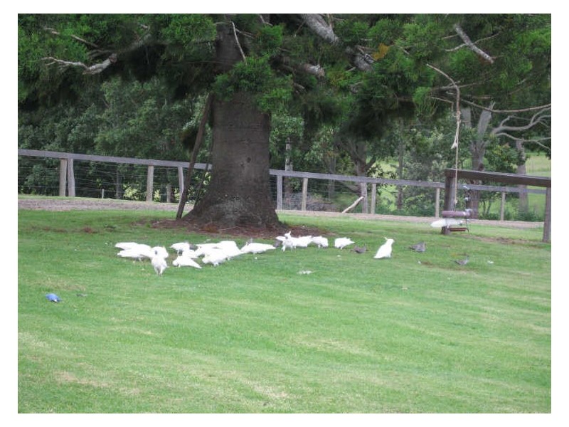 853 Delaney Creek Rd, Bellthorpe QLD 4514