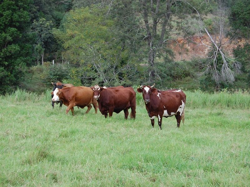 Delaneys Creek QLD 4514