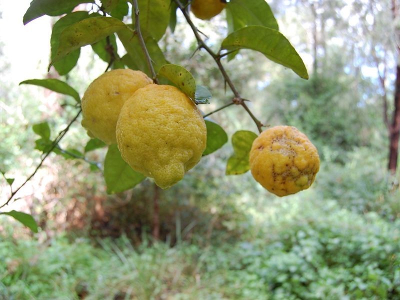 88 Cedarvale Rd, Kilcoy QLD 4515