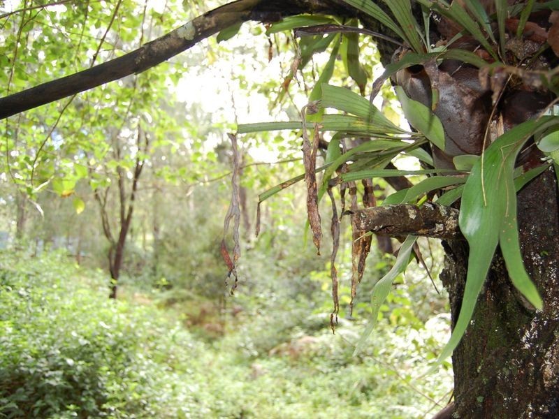 88 Cedarvale Rd, Kilcoy QLD 4515