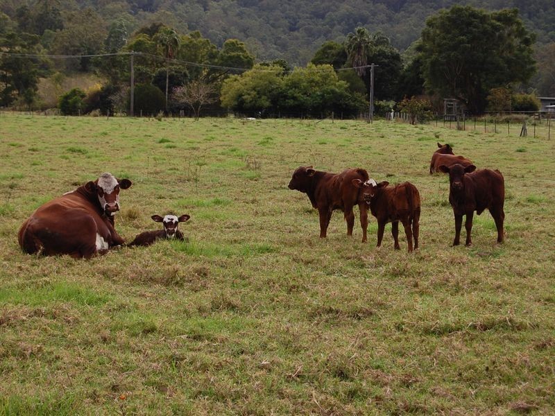 Kilcoy QLD 4515