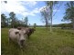 Woodford QLD 4514