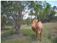 Wamuran QLD 4512