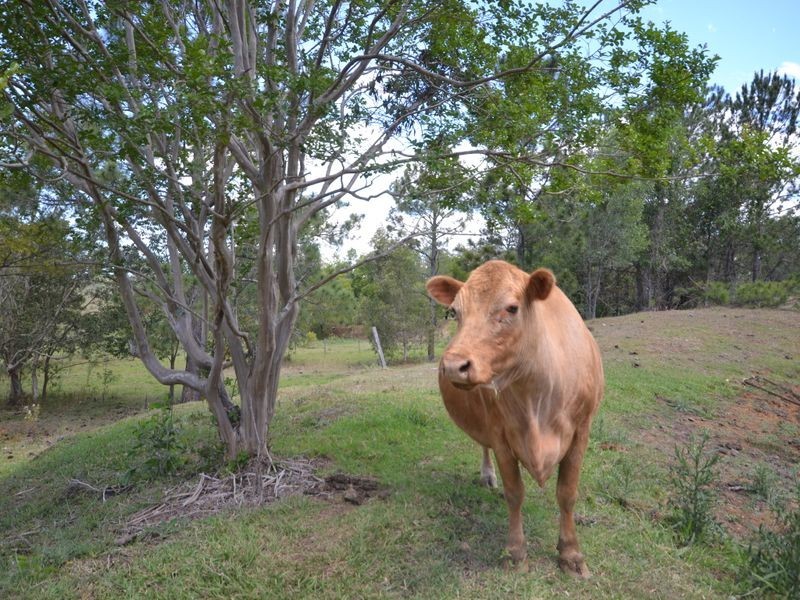 Wamuran QLD 4512