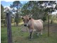 Wamuran QLD 4512