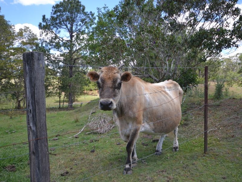 Wamuran QLD 4512