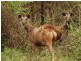 Jimna QLD 4515
