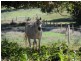 Stanmore QLD 4514