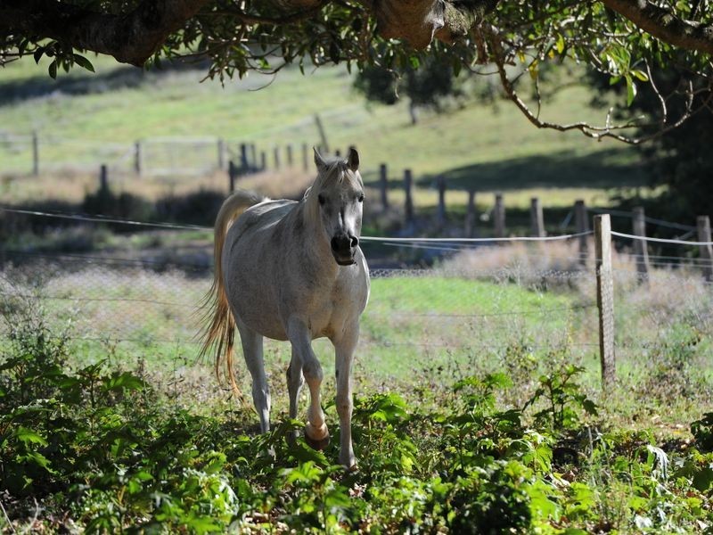 Stanmore QLD 4514