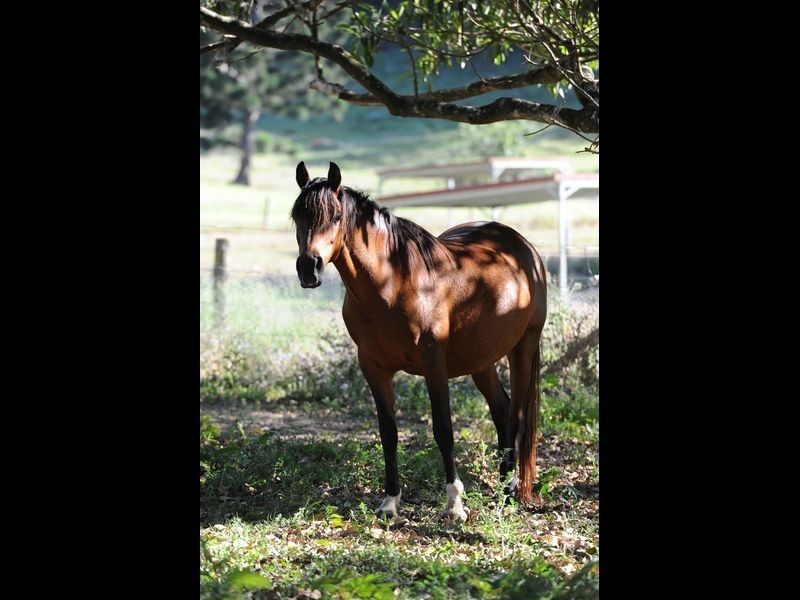 Stanmore QLD 4514
