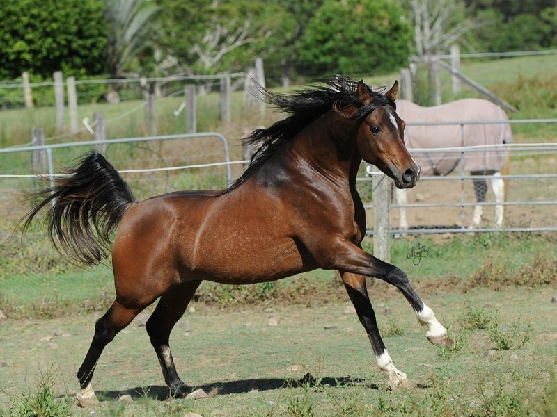 Stanmore QLD 4514