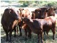 Stanmore QLD 4514
