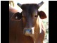 Stanmore QLD 4514