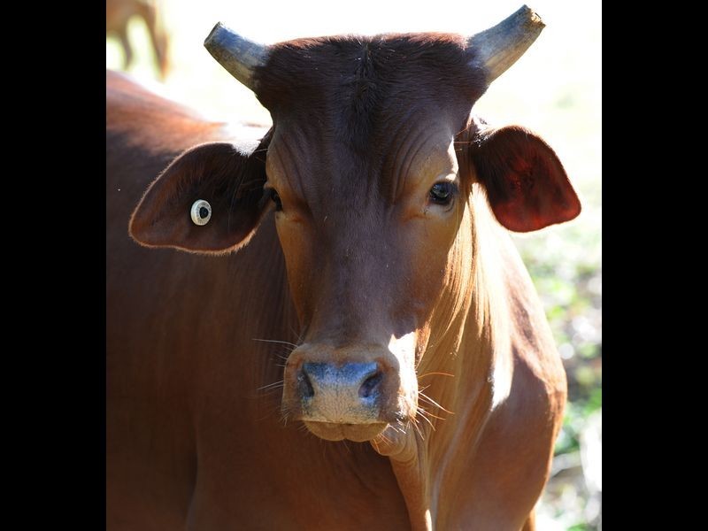 Stanmore QLD 4514