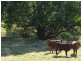 Stanmore QLD 4514