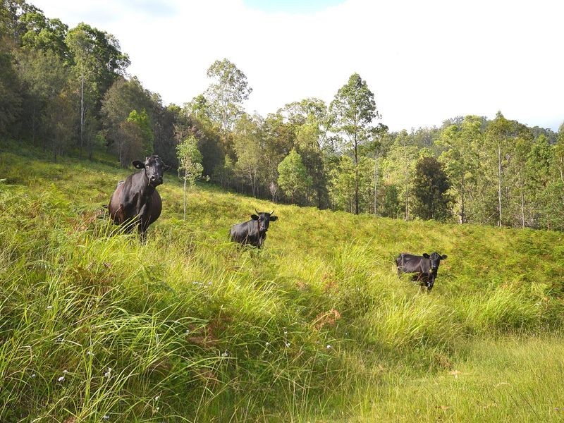 36 Cedarvale Road, Sandy Creek QLD 4515