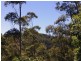 Bellthorpe QLD 4514