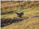 Hazeldean QLD 4515